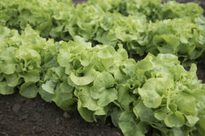 Rows of green lettuce in a garden