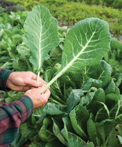 Two hands holding two collard green leaves in a garden