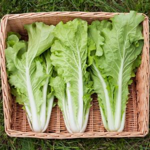 Three heads of lettuce in a basket