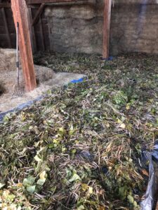 Drying bean plants on a tarp