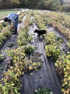 A person bending over bean plants, clipping them