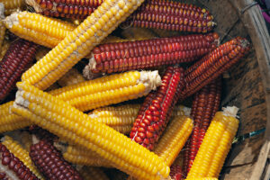 Dried ears of yellow and red corn on the cob