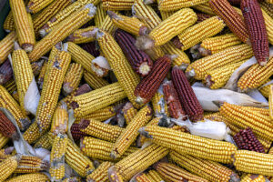 Dried ears of yellow corn and a few ears of red corn