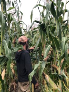 A man standing in between rows of very tall corn