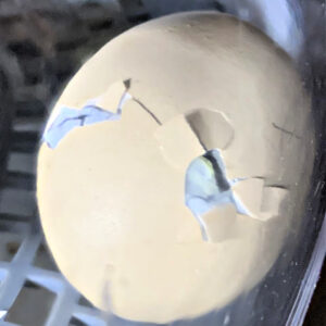 An egg with a crack running horizontally from a hatching chick inside