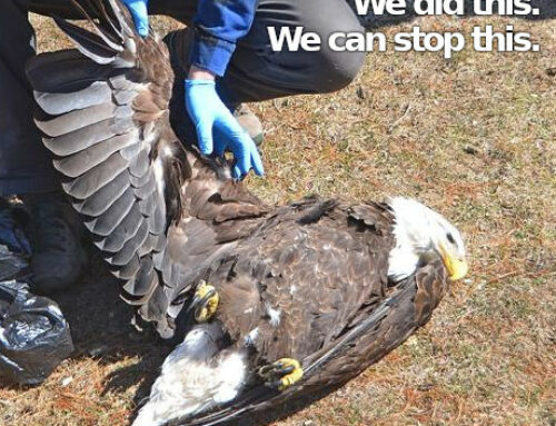 New Bill to Address Eagle Poisoning… (Keep) Calling Legislators